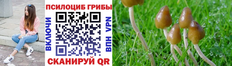 Псилоцибиновые грибы Cubensis  Туран 